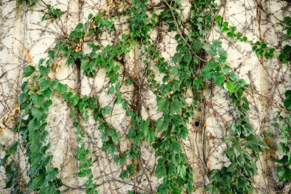 Vine Removal Service in Provo