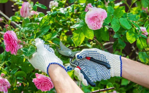 Rose Bush Cutting
