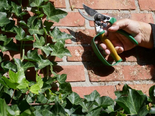 Ivy Removal Service in Provo