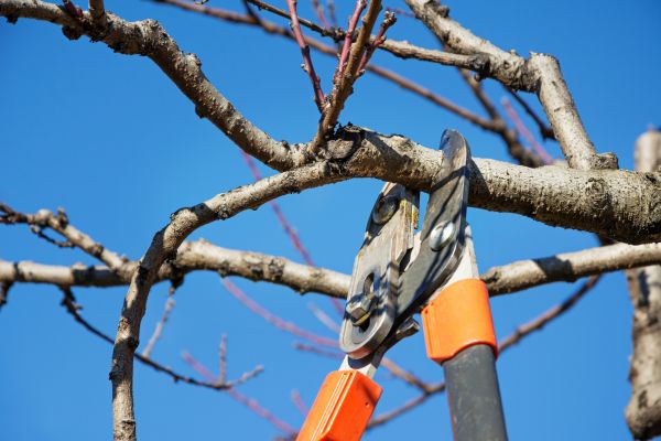 Cost of Selective Pruning in Provo