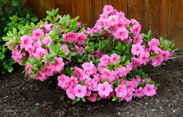 Azaleas Removal in Provo