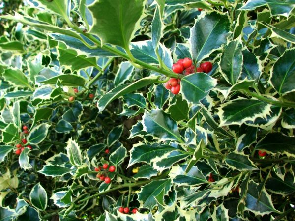 Holly Bushes Trimming in Provo