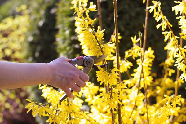 Forsythia Pruning in Provo