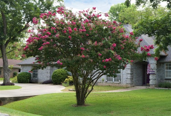 Crepe Myrtle Trimming in Provo