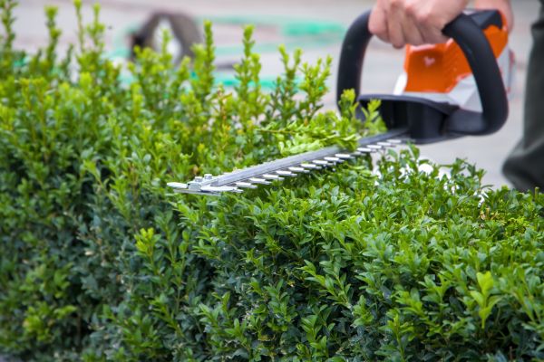 Cost of Evergreen Hedge Trimming in Provo