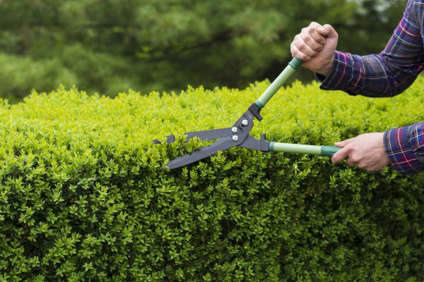 Evergreen Shrub Pruning in Provo