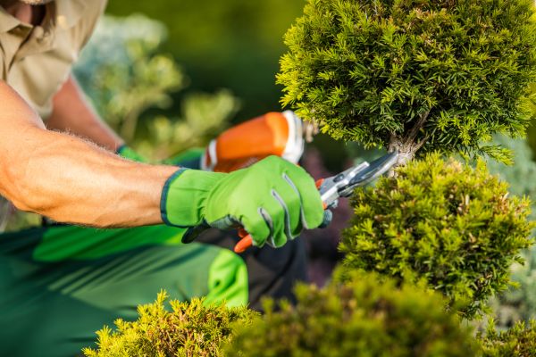Cost of Landscape Pruning Service in Provo