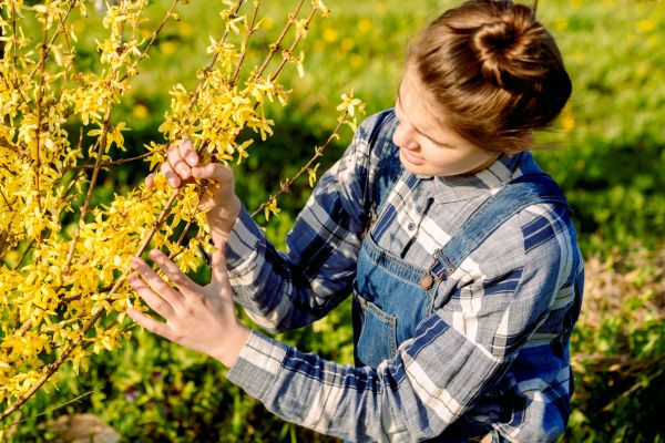 Forsythia Trimming in Provo