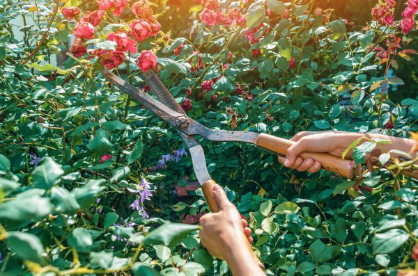Knockout Roses Pruning in Provo