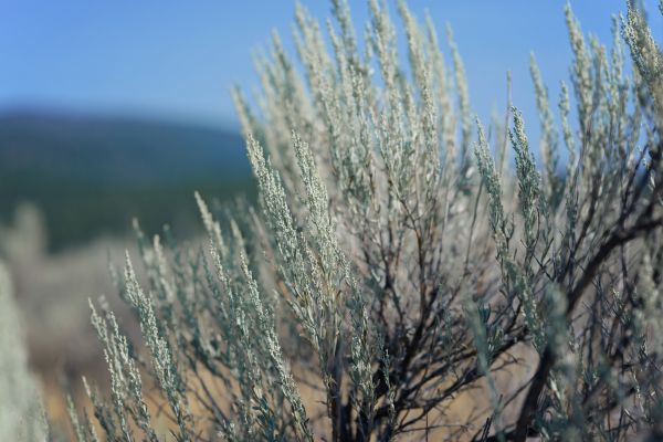 Sagebrush Control