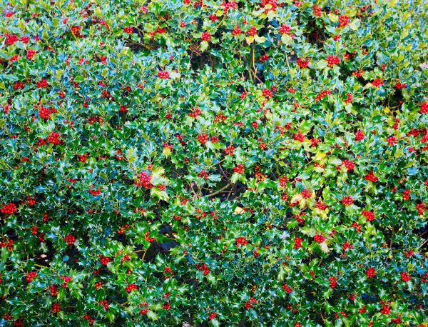 Holly Bush Removal in Provo