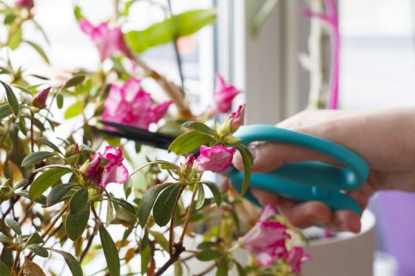 Azalea Pruning in Provo