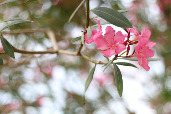 Cost of Oleander Removal in Provo