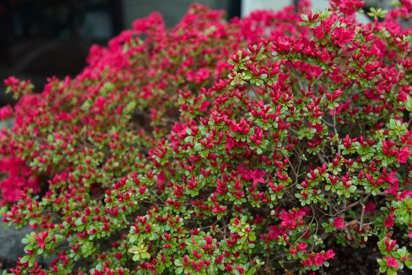 Weigela Removal Service in Provo