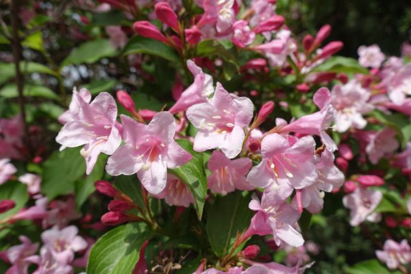 Weigela Pruning Service in Provo