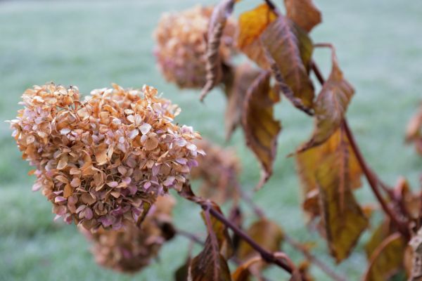 Cost of Hydrangea Removal in Provo