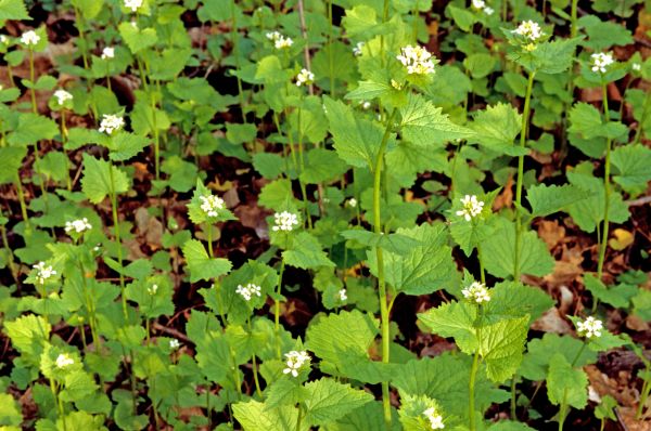 Cost of Garlic Mustard Removal in Provo
