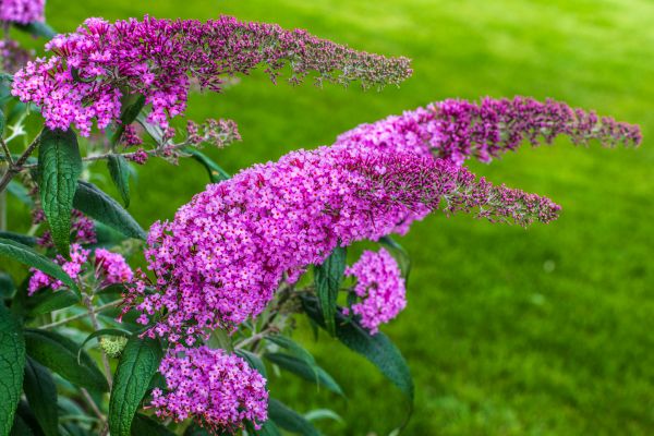 Cost of Butterfly Bush Removal in Provo