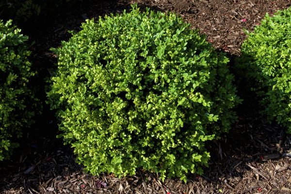 Cost of Boxwood Removal in Provo