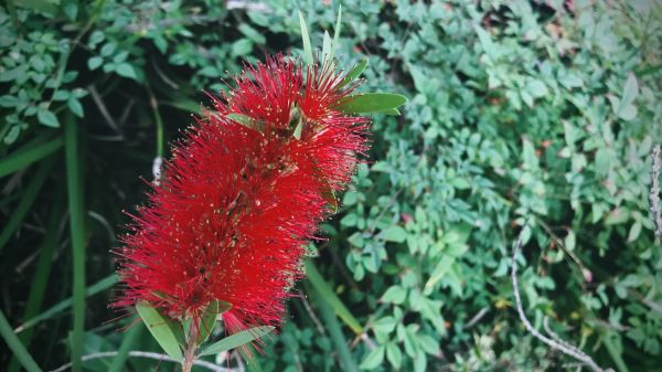 Bottlebrush Pruning in Provo