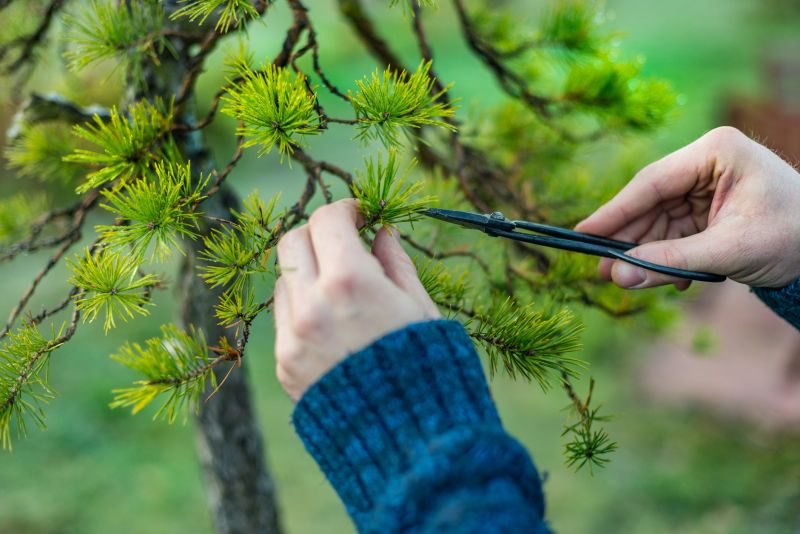 Boxwood Pruning