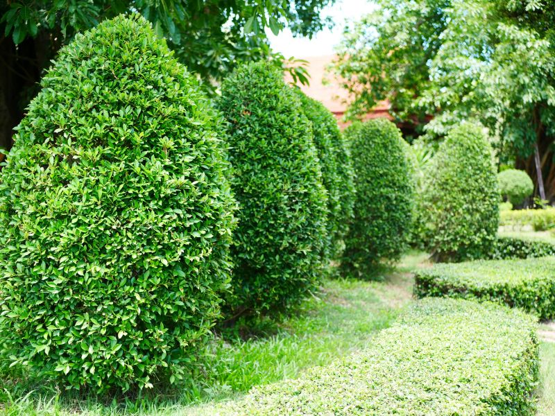Evergreen Shrub Pruning