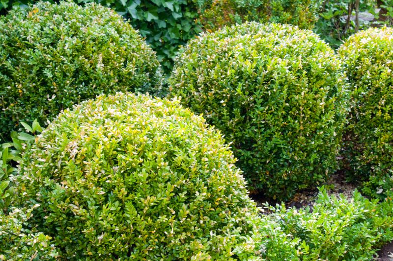 Trimmed Shrubs in a Residential Yard