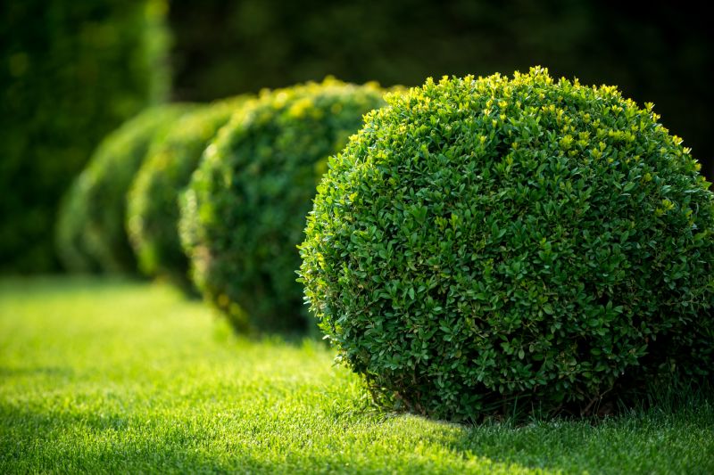 Lush Green Shrubs